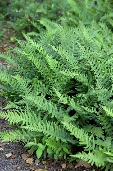 Polypodium vulgare 13cm
