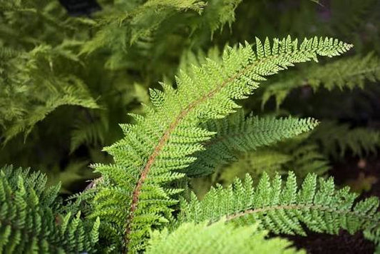 Polystichum setiferum 13cm
