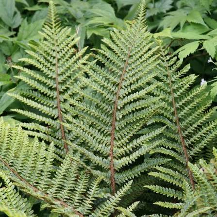 Polystichum polyblepharum 13cm