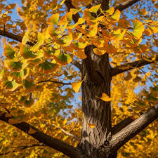 Ginkgo biloba 50-60cm 3ltr