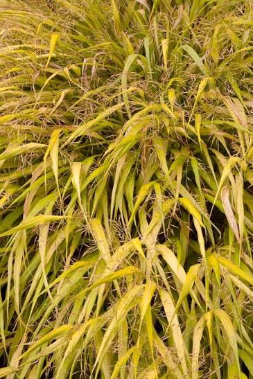 Hakonechloa macra 'Allgold' 2ltr