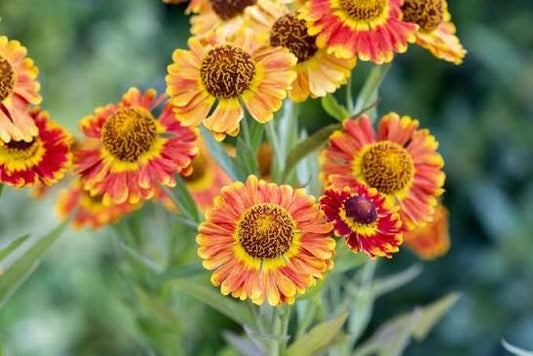 Helenium mariachi 'Fuego' 2L