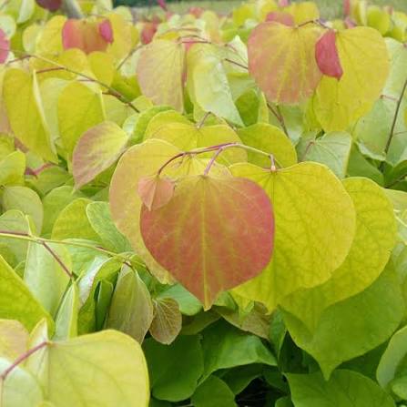 Cercis canadensis Hearts of Gold 6ltr