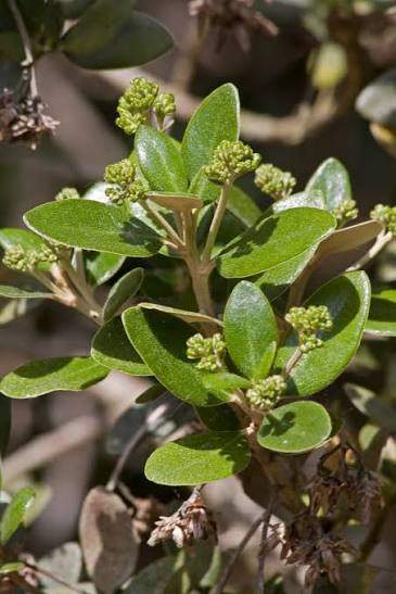 Olearia x haastii 2L