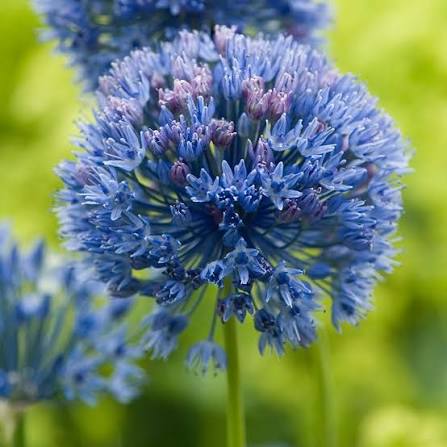 Allium caeruleum 12 bulbs