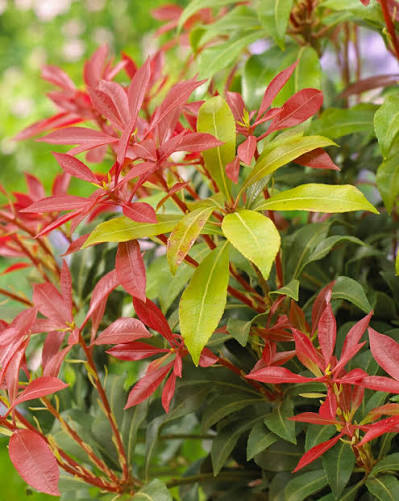 Pieris japonica 'Mountain Fire' 3L