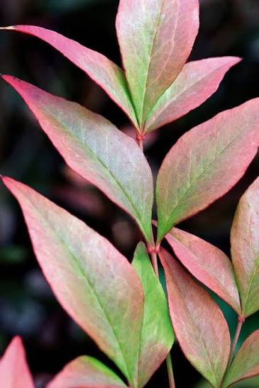 Nandina domestica 'Gulfstream' 2ltr