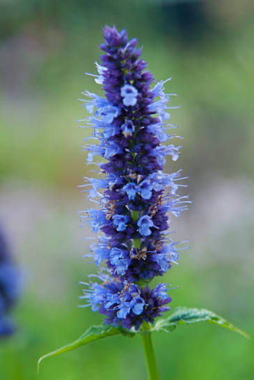 Agastache 'Black Adder' 2L