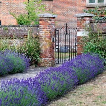 Lavandula angustifolia 'Hidcote' 14cm