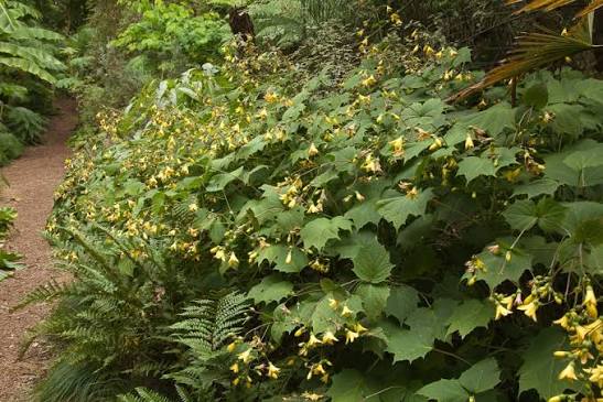 Kirengeshoma palmata 3ltr