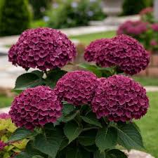 Hydrangea macrophylla 'Royalty Collection' Ningbo Purple 3.5L pot Mophead variety
