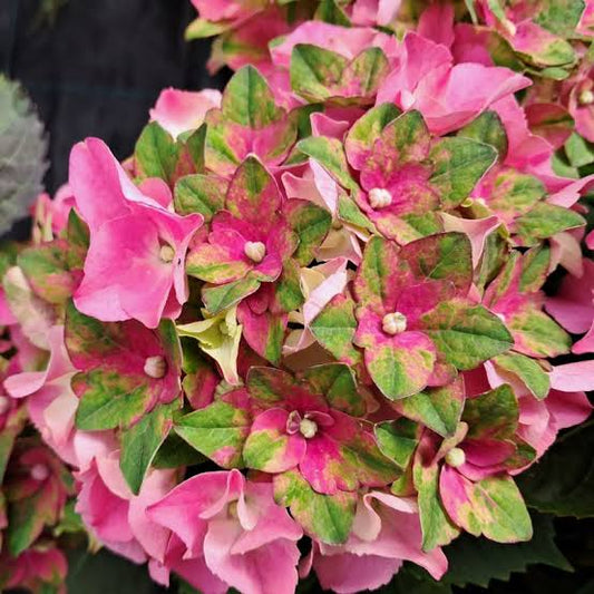 Hydrangea macrophylla 'Royalty Collection' Lady Mata Hari Pink 3.5L pot Mophead variety