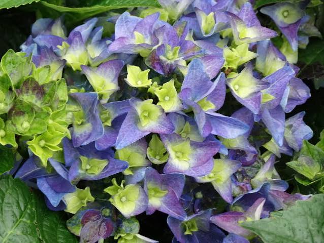 Hydrangea macrophylla 'Royalty Collection' Lady Mata Hari Blue 3.5L pot Mophead variety