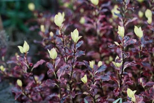 Pittosporum tenuifolium 'Tom Thumb' 3Ltr