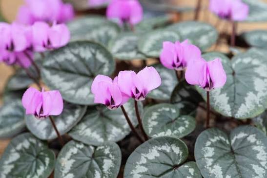 Cyclamen coum  2 x 9cm pots
