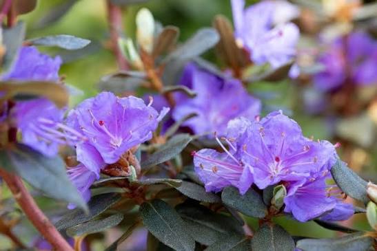 Rhododendron Ramapo 13cm pot