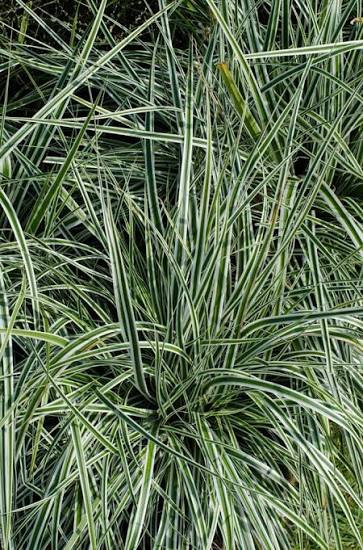 Carex oshimensis 'Everest' 2ltr