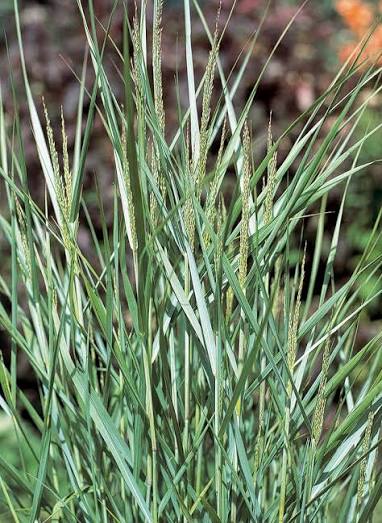 Panicum virgatum 'Prairie Sky' 2ltr