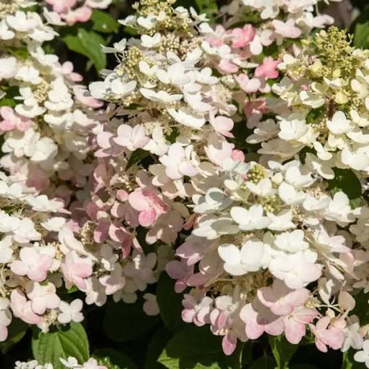 Hydrangea paniculata Early Harry 19cm pot