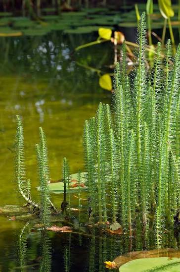 Hippuris vulgaris 1ltr Oxygenator bright green upright aquatic stems in clear pot at Pengelly Garden Centre Cornwall
