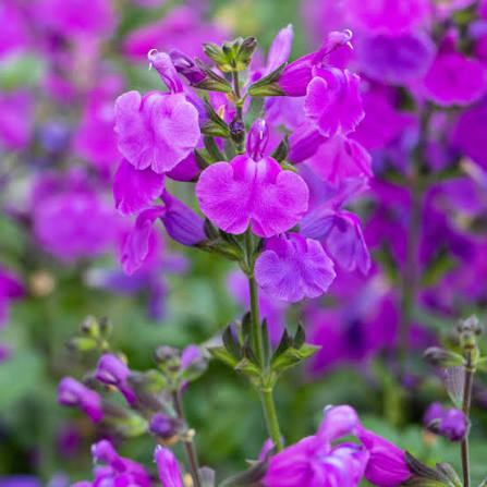 Salvia greggii Violet 3lt