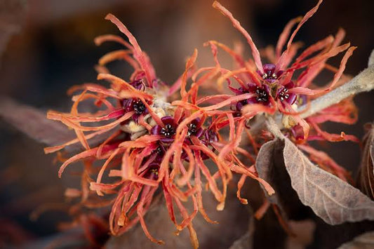 Hamamelis intermedia 'Jelena' 23cm pot