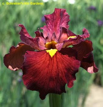 Iris Louisiana Ann Chowning 1ltr deep purple ruffled blooms with tall green leaves Pengelly Garden Centre Cornwall