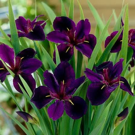 Iris louisiana Black Gamecock 1Ltr dark velvety near-black ruffled blooms and green leaves in 1L pot Pengelly Cornwall