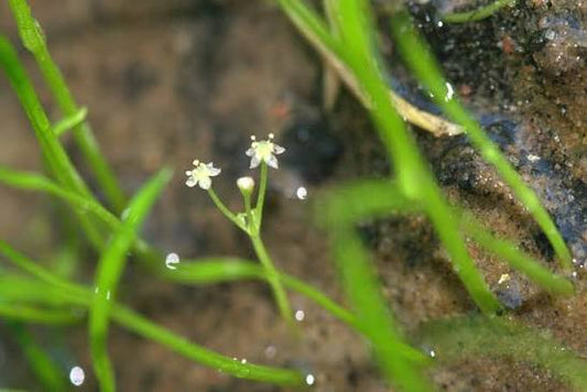 Lilaeopsis brasiliensis 1ltr Oxygenator green grassy carpet plant in small black pot Pengelly Garden Centre Cornwall