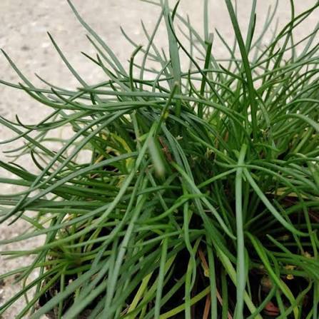 Littorella uniflora 1L Oxygenator in black pot, low carpet of bright green aquatic grass, Pengelly Garden Centre