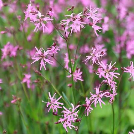 Lychnis flos-cuculi Ragged Robin (E) 1L pink ragged petals on tall stems in 1L pot at Pengelly Garden Centre Cornwall