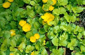 Lysimachia nummularia aurea 1L trailing golden round leaves in pot at Pengelly Garden Centre Cornwall