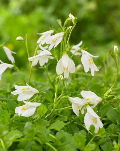 Mazus reptans alba 1L with white flowers and glossy green mat foliage at Pengelly Garden Centre Cornwall