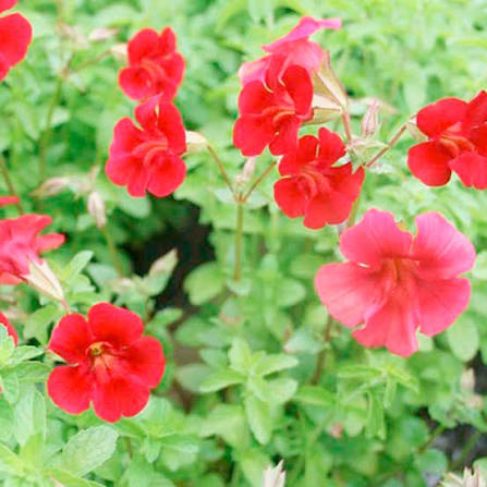 Mimulus cupreus Red Emperor 1ltr vivid red flowers and glossy green foliage at Pengelly Garden Centre Cornwall