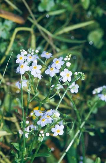 Myosotis scorpioides 1L potted blue forget-me-not with green foliage at Pengelly Garden Centre Cornwall