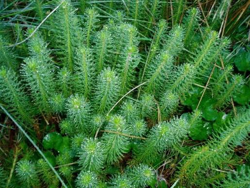 Myriophyllum crispatum 1ltr Oxygenator feathery bright green aquatic plant in 1ltr pot, ideal for pond oxygenation