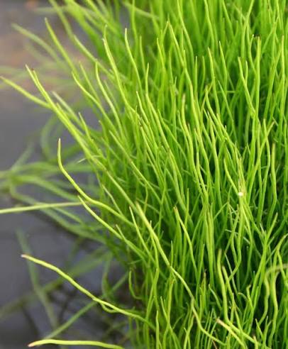 Pilularia globulifera 1ltr Ovygenator tufted aquatic fern in 1ltr pot at Pengelly Garden Centre Cornwall