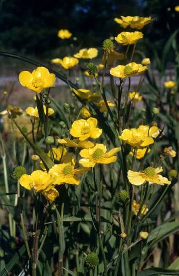 Ranunculus flammula 1Ltr bright yellow buttercup blooms with compact green foliage at Pengelly Garden Centre Cornwall
