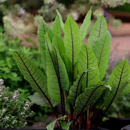 Rumex sanguineus 1Ltr red-veined sorrel in 1L black nursery pot with lush green leaves at Pengelly Garden Centre