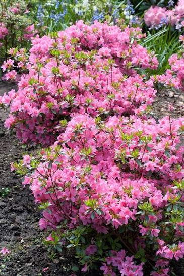 Azalea japonica 'Madame Van Hecke' 10ltr pot