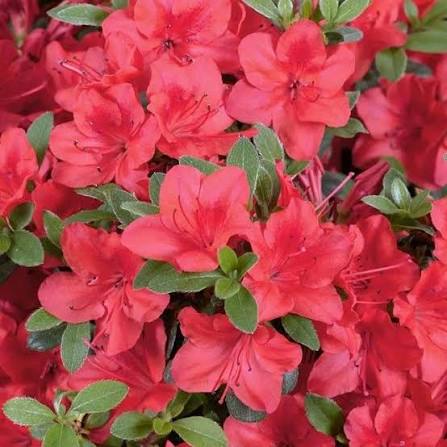 Azalea japonica ' Moederkensdag' 2ltr pot