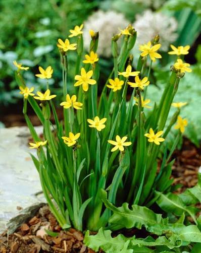 Sisyrinchium californicum 1L in pot with grassy leaves and pale blue star flowers at Pengelly Garden Centre Cornwall