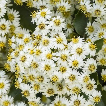 Olearia x haastii 2L
