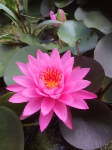 Water Lily Nymphaea Mayla 3L