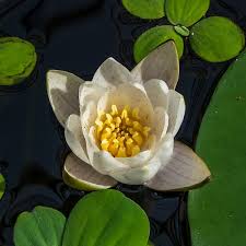 Water Lily Nymphaea Pygmaea Alba 3L white star-like blooms on round green pads at Pengelly Garden Centre Cornwall