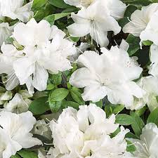 Azalea japonica 'Pleasant White' 2ltr pot