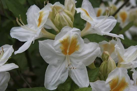 Azalea mollis 'Persil' 10ltr