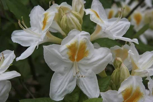 Azalea mollis 'Persil' 10ltr