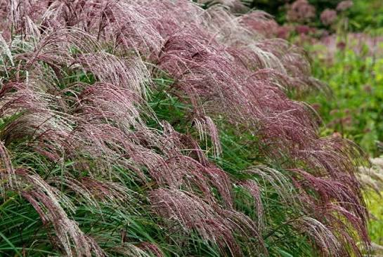 Miscanthus 'Flamingo' 2ltr