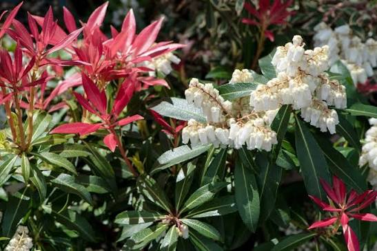 Pieris japonica 'Mountain Fire' 3L